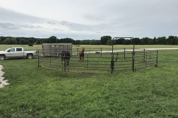 equine veterinarian