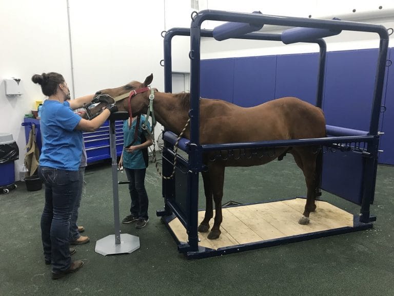 Equine Veterinarian in Humboldt, IA Contact Us for Professional Care!