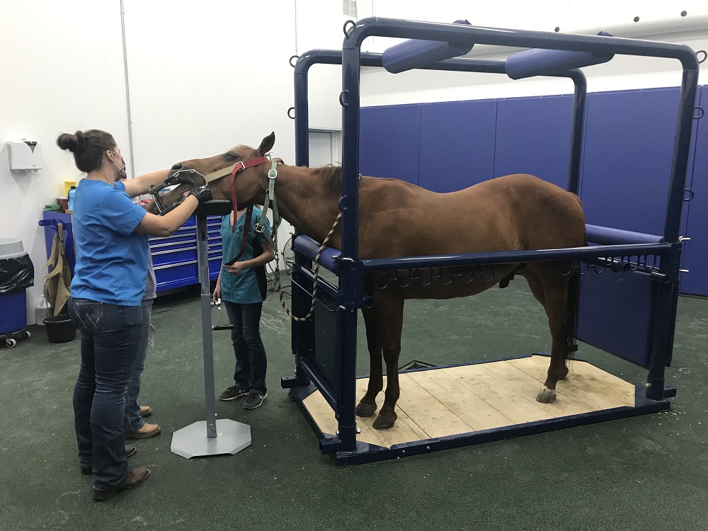Equine Veterinarian in Humboldt, IA | Contact Us for Professional Care!